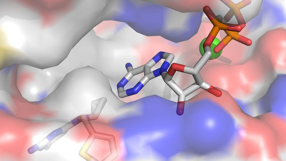 Raumstruktur von menschlicher sAC