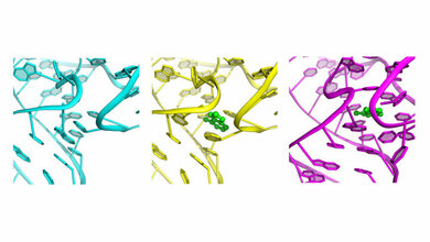 Der Riboswitch-'Knopf' 