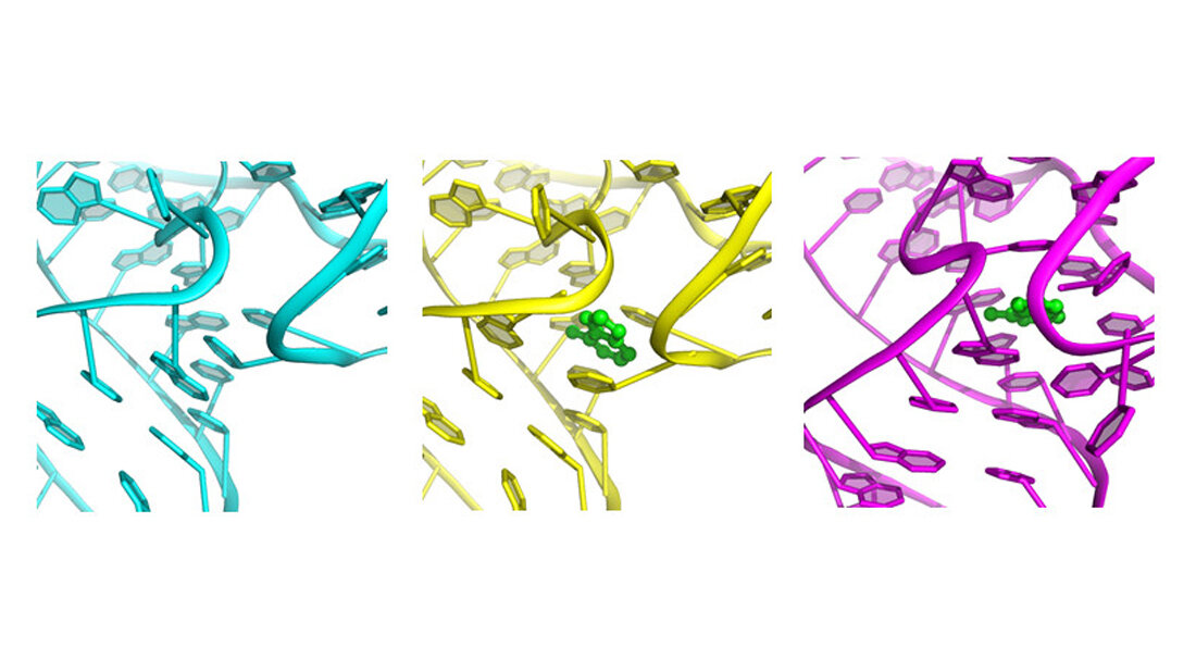 Der Riboswitch-'Knopf' 