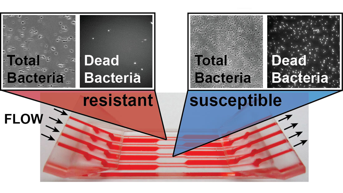 Schematische Darstellung der neuen Methode zur schnellen Antibiotikaresistenztestung.