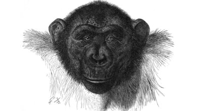 Schimpanse_Public_domain_wikimedia.jpg Schimpanse