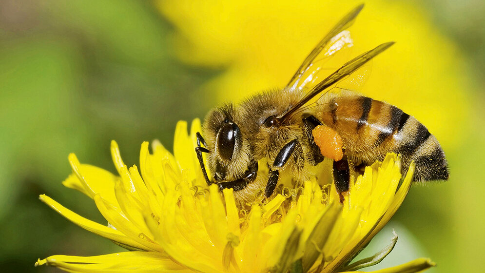 Let’s say it in English Insect Venom Allergy