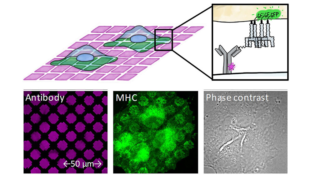 Kultivierte Zellen werden auf Glasplatten ausgesät
