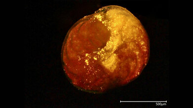 Foraminifere mit Nanoplastik