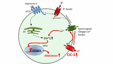 Eine Mutation im Chloridkanal ClC-2 als Ursache für primären Hyperaldosteronismus (PA)