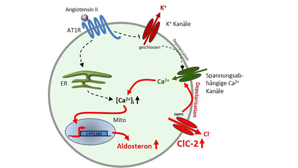 Eine Mutation im Chloridkanal ClC-2 als Ursache für primären Hyperaldosteronismus (PA)