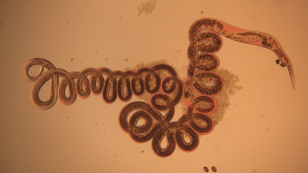 Nematode Heligmosomoides polygyrus 