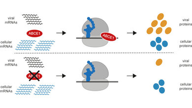 Protein_ABCE1_ist_für_die_Vermehrung_von_Masern_Mumps_und_HRSV_Viren_erforderlich__PEO.jpg Protein ABCE1
