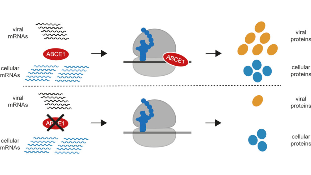 Protein ABCE1
