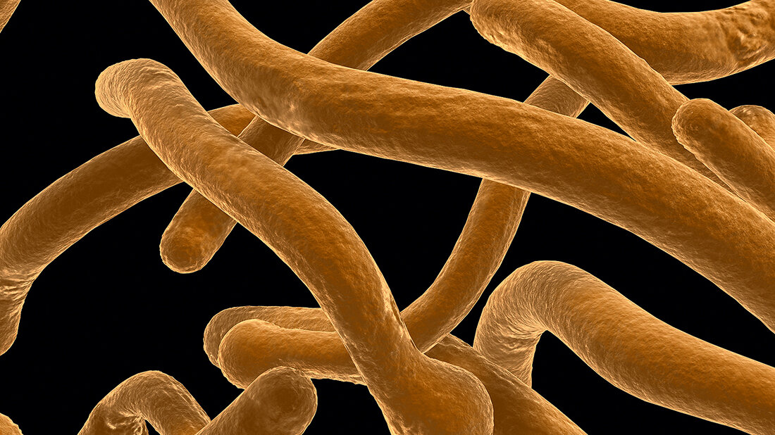 Titelbild zum Beitrag von Hof: Pilze im Darm