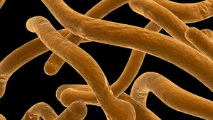 Titelbild zum Beitrag von Hof: Pilze im Darm