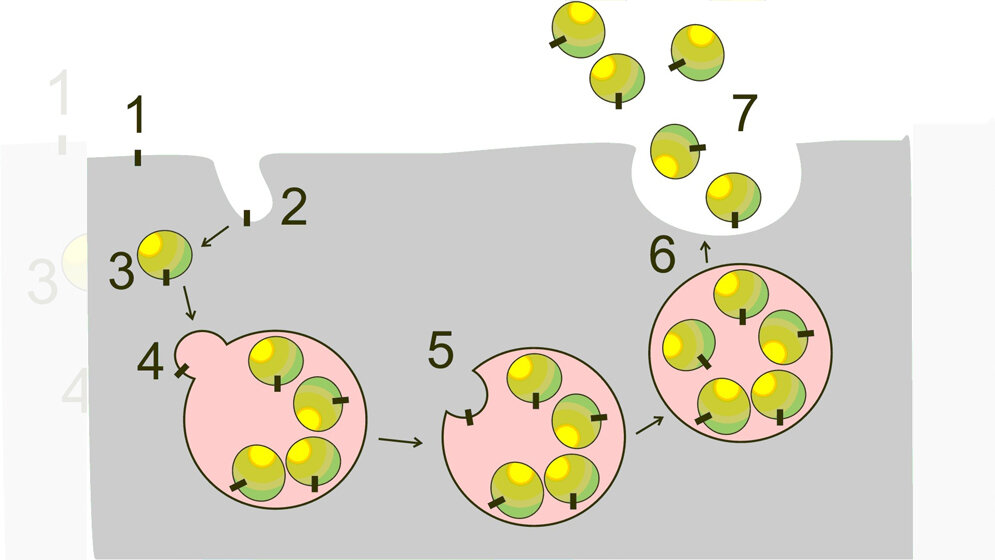 Zelluläre Bildung von Exosomen