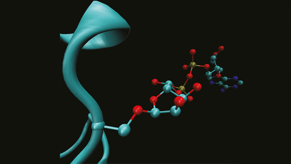 komplexe_Markierung_fuer_die_DNA_Reparatur_MPI_fuer_Biologie_des_Alterns.jpg Anheftung der ADP-Ribosylierung an die Aminosäure Serin