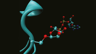Anheftung der ADP-Ribosylierung an die Aminosäure Serin