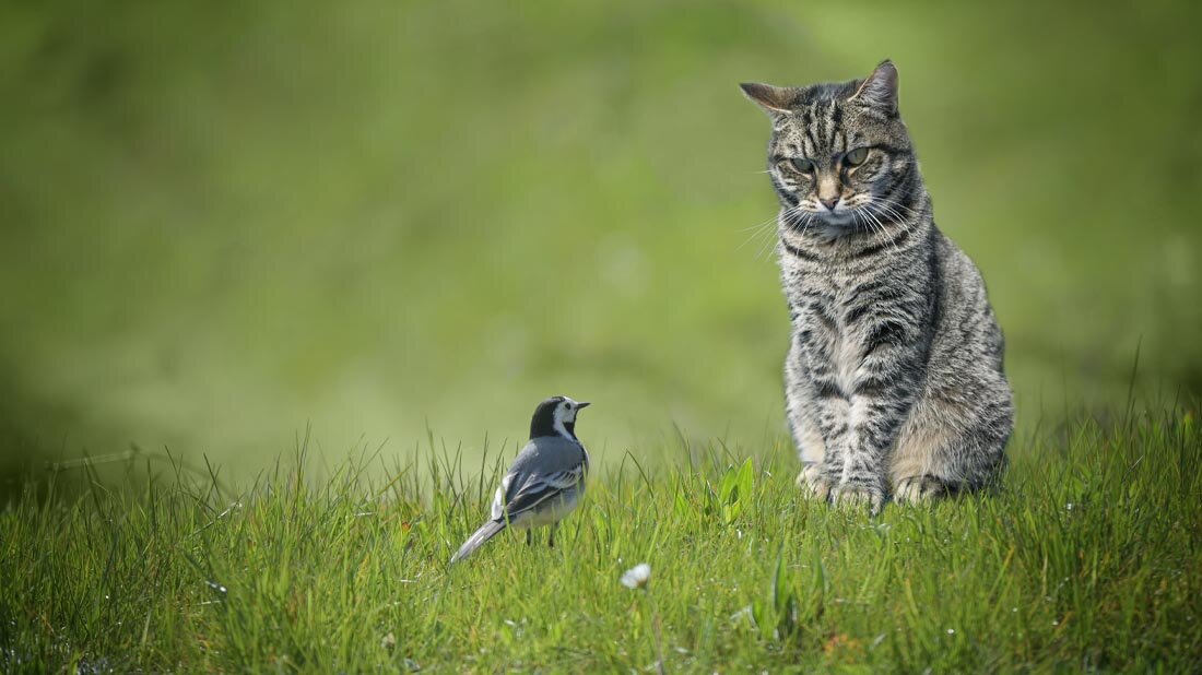 Vogelgrippe unter Katzen