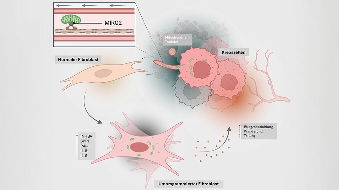 Infografik, wie Krebszellen ihre Mitochondrien über einen Transfer auf Bindegewebszellen übertragen