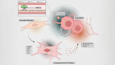 Infografik, wie Krebszellen ihre Mitochondrien über einen Transfer auf Bindegewebszellen übertragen