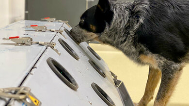 Spürhunde erschnüffeln Post-COVID-ursachen
