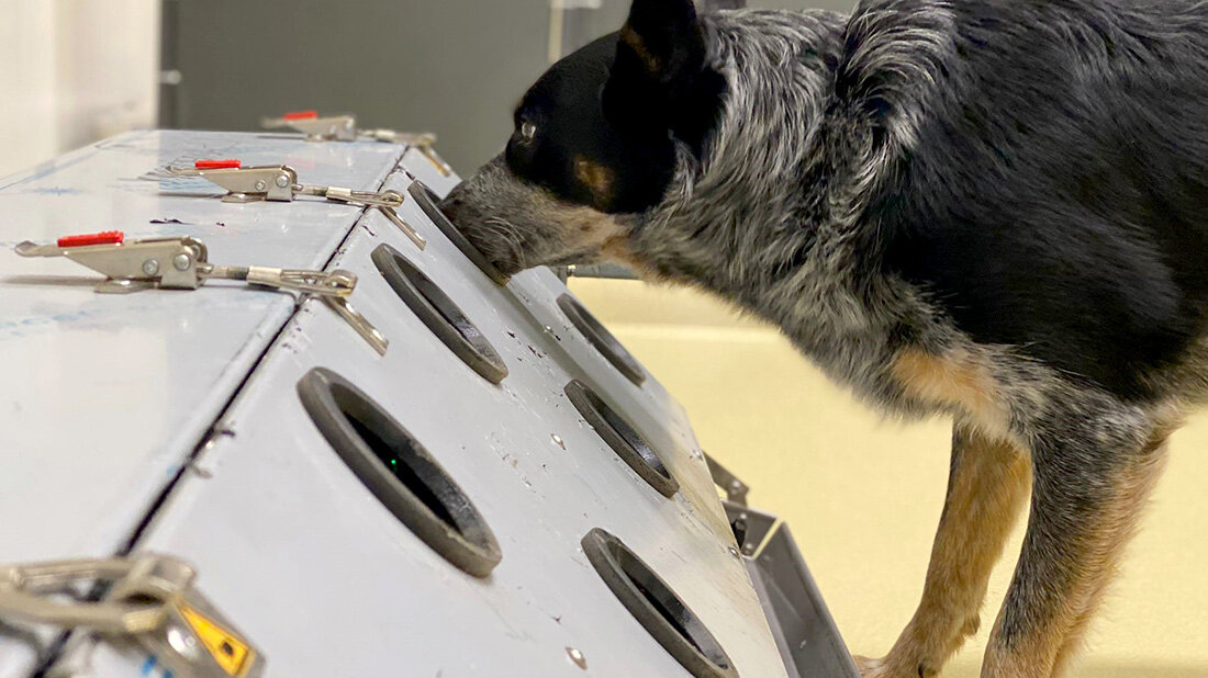 Spürhunde erschnüffeln Post-COVID-ursachen