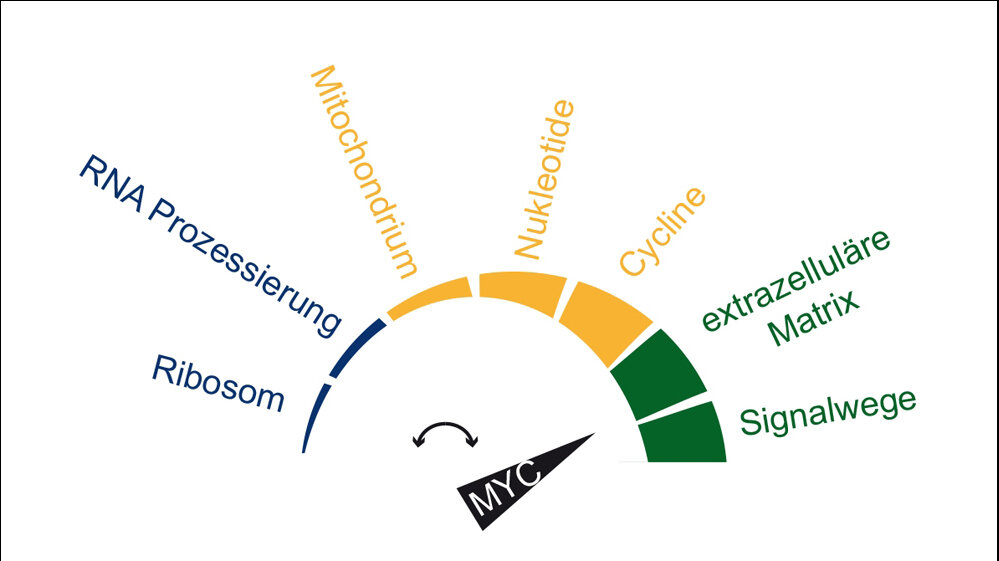 MYC_29072016.jpg Protein Myc