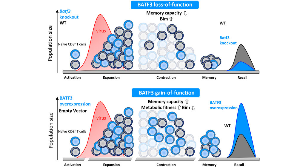 Schematische_Darstellung_der_Funktion_von_BATF3_Dr_Marco_Ataide.jpg Schematische Darstellung der Funktion von BATF3