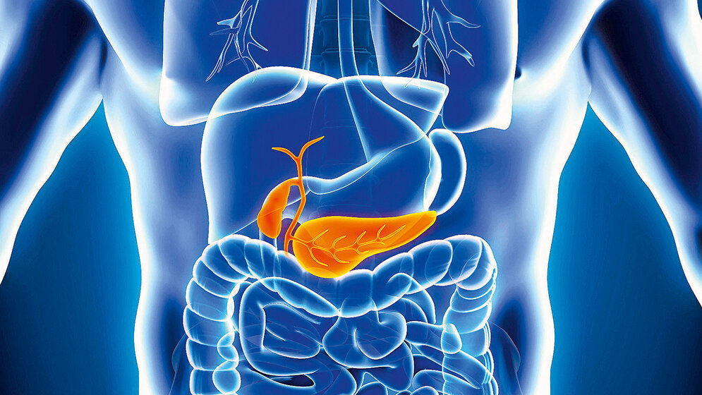 Galle und Gallensäuren (Teil 1)
