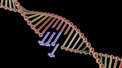 KrebsCAR_T_Zell.jpg Welche Veränderungen kann die CAR-T-Zell-Krebstherapie im Herz-Kreislaufsystem hervorrufen?
