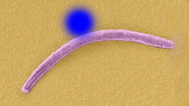 Laser-Radarfalle für Malaria-Parasiten