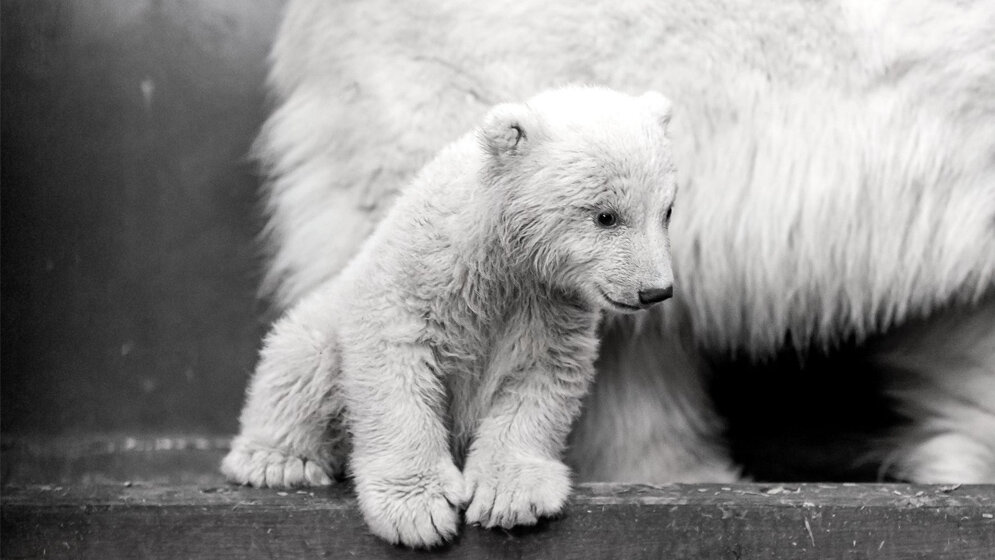 Eisbaer_Fritz_Tierpark_Berlin_2017.jpg Eisbär Fritz