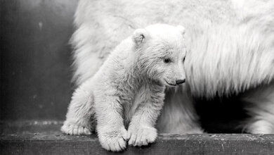 Eisbär Fritz 