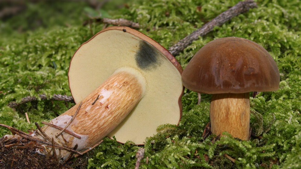 Maronenroehrling_H_Krispderivative_work_Ak_ccm_talk_CC_BY_3_0_wikimedia.jpg Maronenröhrling