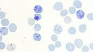 Physiologie (Teil 1)