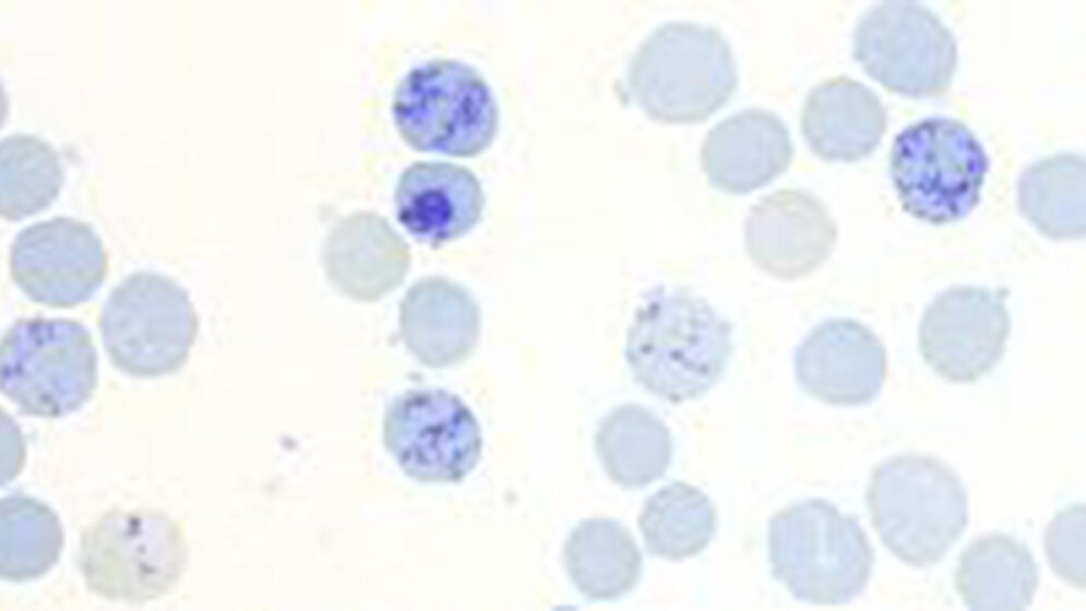 Physiologie (Teil 1)