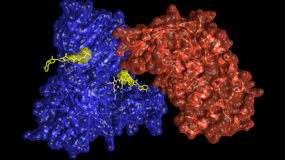 Das_Enzym_ARTC1_rot_modifiziert_Hemopexin_blau_Bild_Kapila_Gunasekera_UZH.jpg Enzym ARTC1 (rot) modifiziert Hemopexin