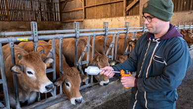 Impfung Blauzungenkrankheit