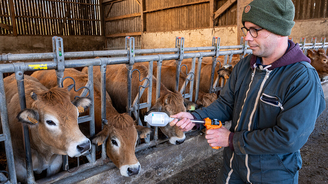 Impfung Blauzungenkrankheit