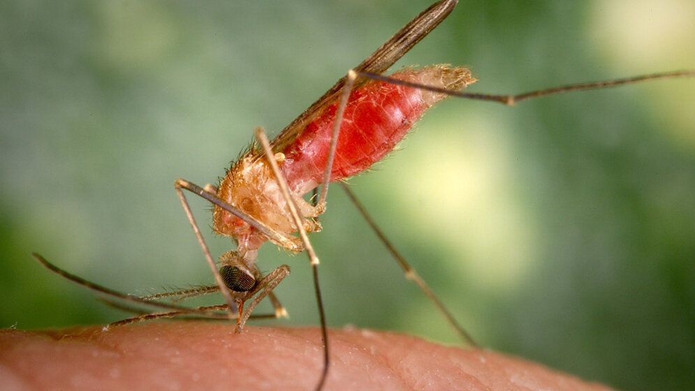 Malaria wird durch Anopheles-Mücke übertragen.
