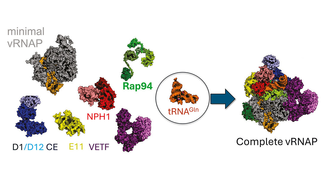 Diagramm der Strukturkomponenten von vRNAP, einschließlich minimaler vRNAP, tRNA-Gln und vollständiger vRNAP, mit farblich markierten Untereinheiten.
