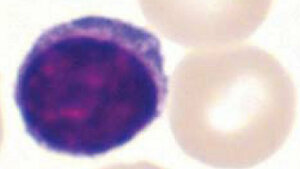 Größe, Farbe, Form und Lagerung