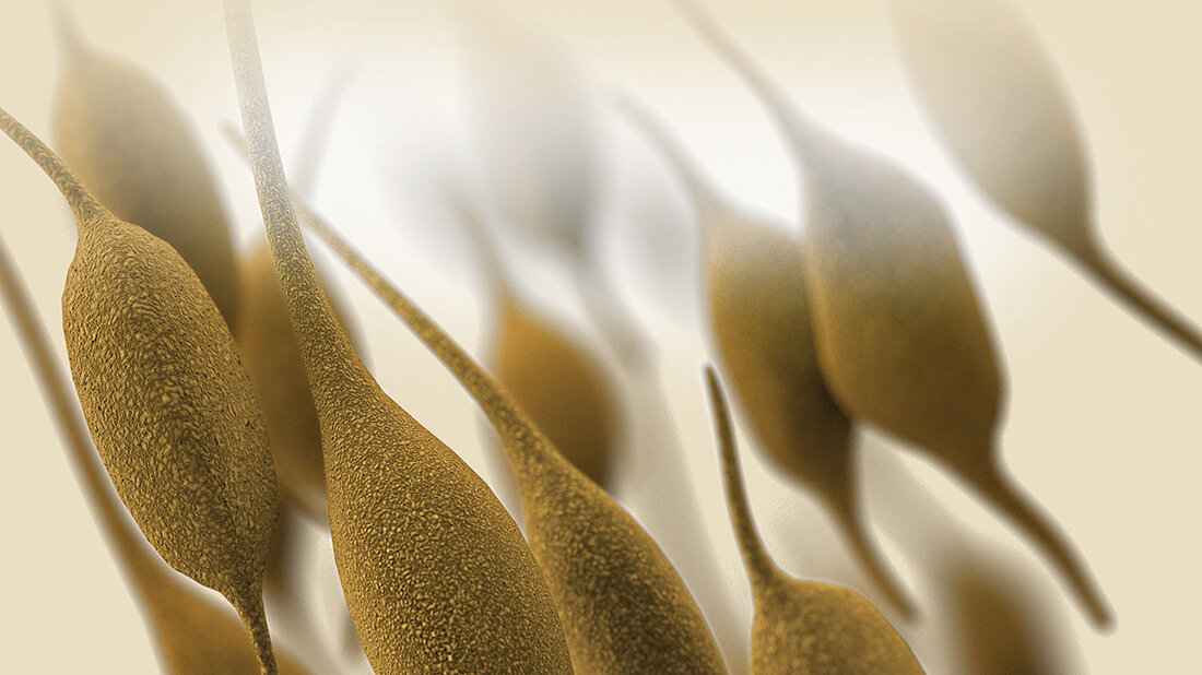 Titelbild des Fachbeitrags zu Mycoplasma pneumoniae