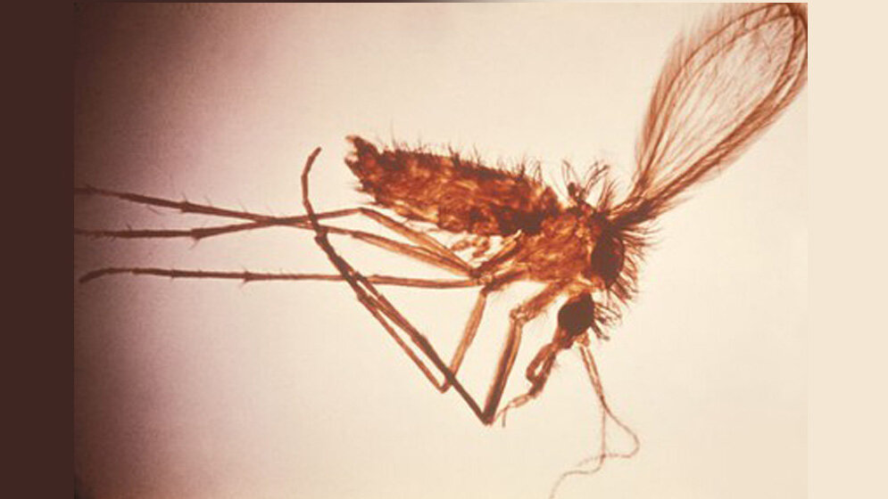 Weibliche Phlebotomus sp. Sandfliege