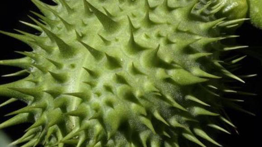 Echinozyten Hämatologie