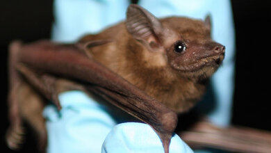 Die Fledermausart Coleura afra lebt in Höhlen.