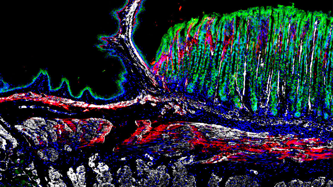 Gewebeschnitt aus dem gastroösophagealen Übergang einer Maus