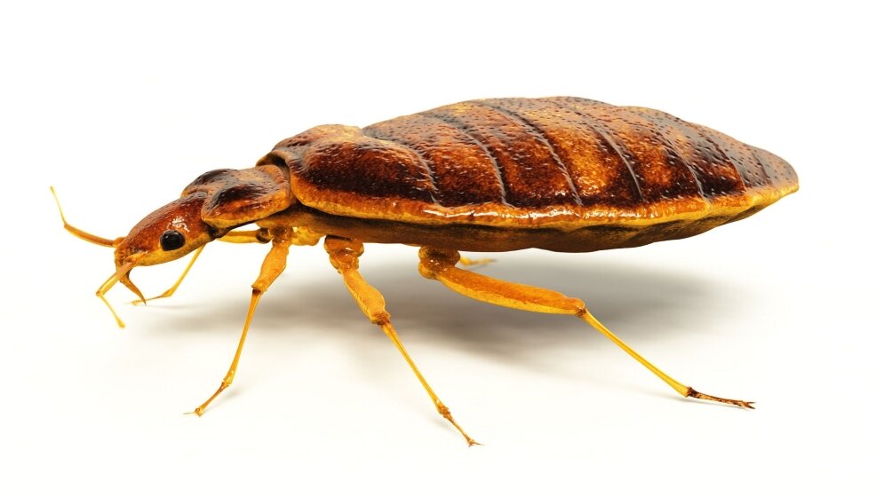 Bettwanze