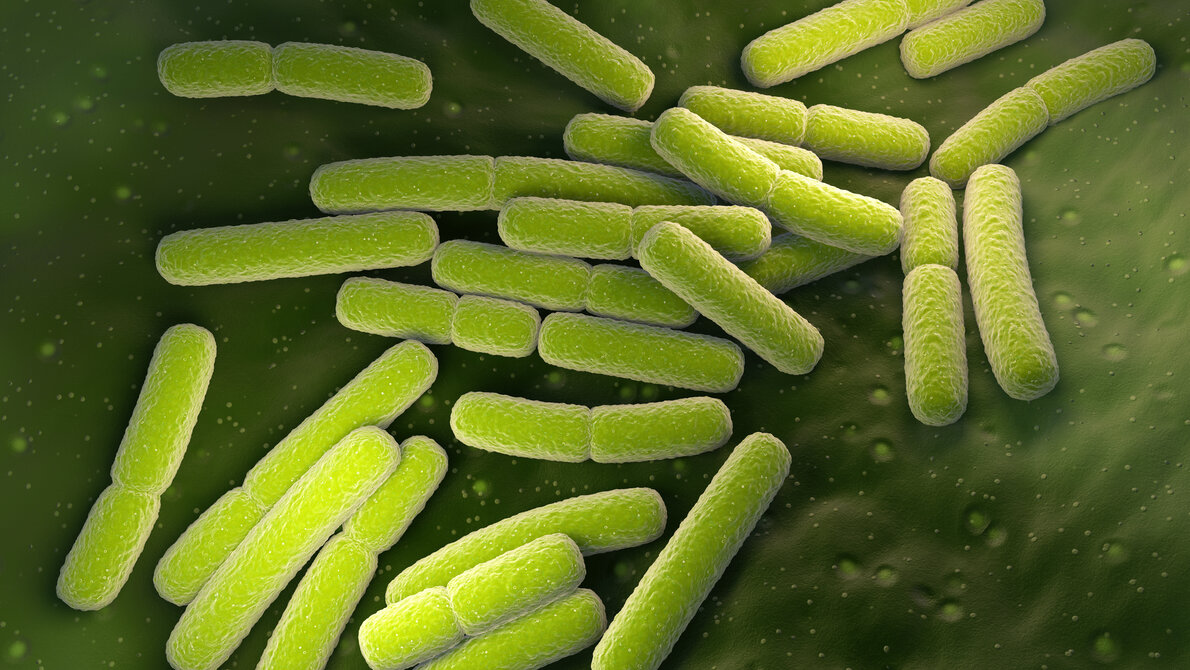 Abbildung von Escherichia coli.