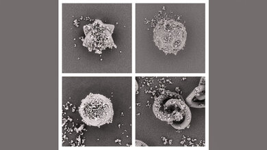 Abgebildet sind die vier getesteten Partikeldesigns im Vergleich.