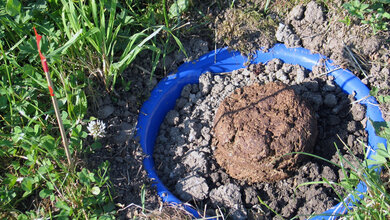 Dungfladen_mit_Dungorganismen_UZH_27072016.jpg Dungfladen mit Dungorganismen