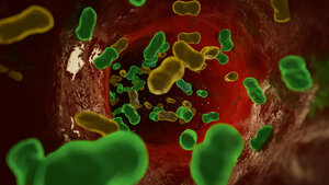 3D-Illustration von Bakterien im Blutgefäß als Symbol für bakterielle Infektionen und Sepsis
