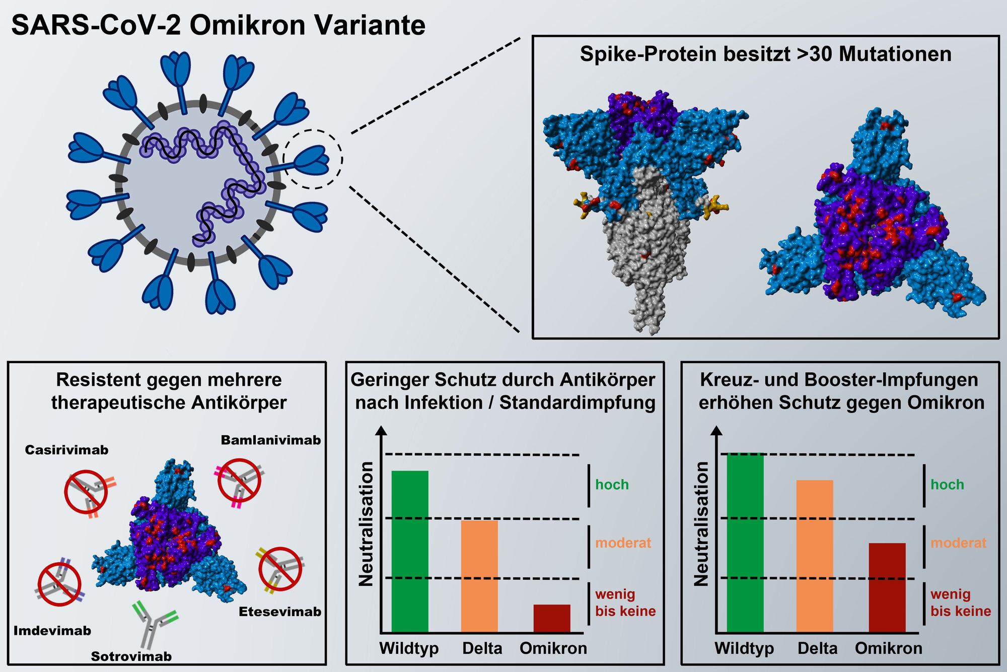 Mutationen im Spike-Protein 